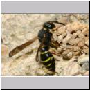 E-Odynerus spinipes w11 beim Schornsteinbau.jpg